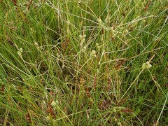 Carex extensa