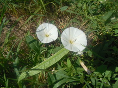 Convolvulus arvensis