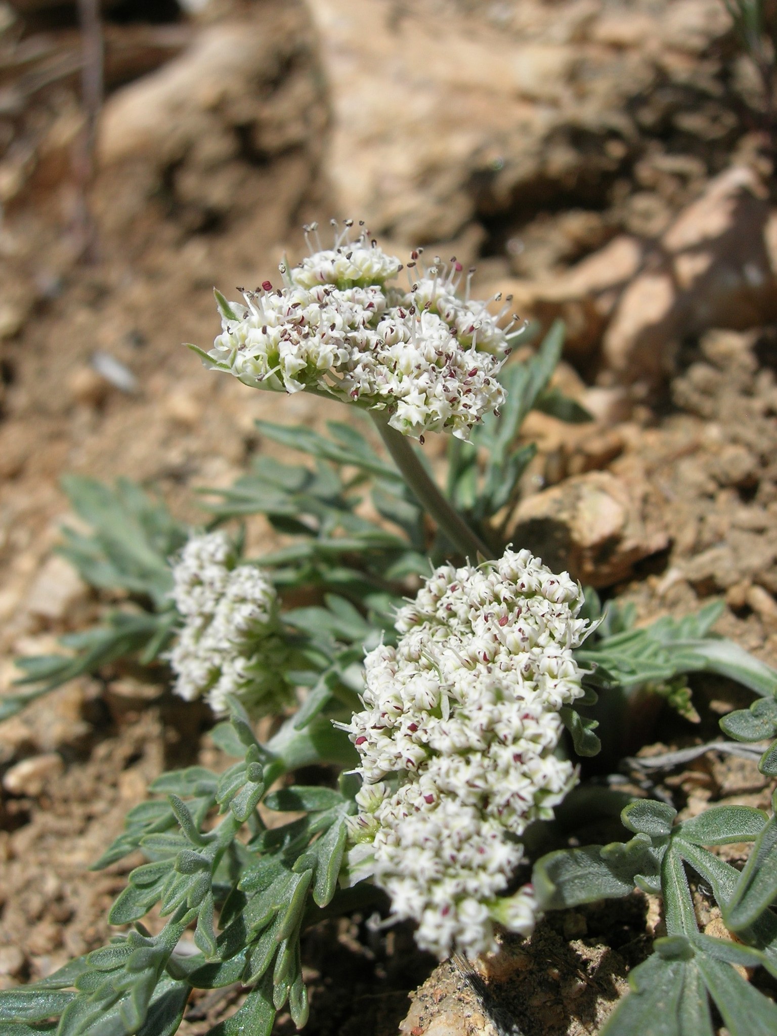 Lomatium nevadense