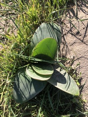 Brunsvigia orientalis