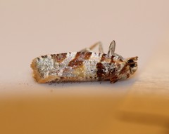 Argyrotaenia kimballi