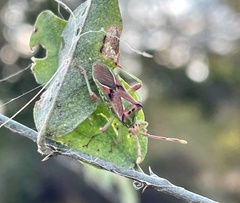 Ceratopachys nigricornis