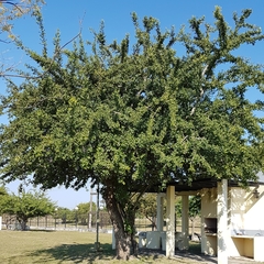 Phyllanthus chacoensis
