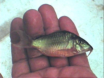 Emerald cory (Corydoras splendens) — Callichthyidae — 2