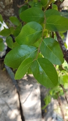 Phyllanthus chacoensis