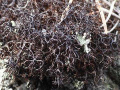 Cetraria muricata