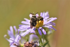 Dianthidium subparvum