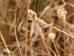Deleproctophylla australis