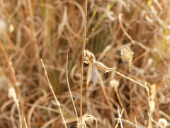 Deleproctophylla australis