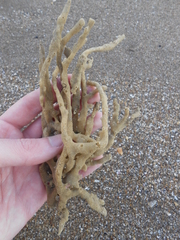 Porifera