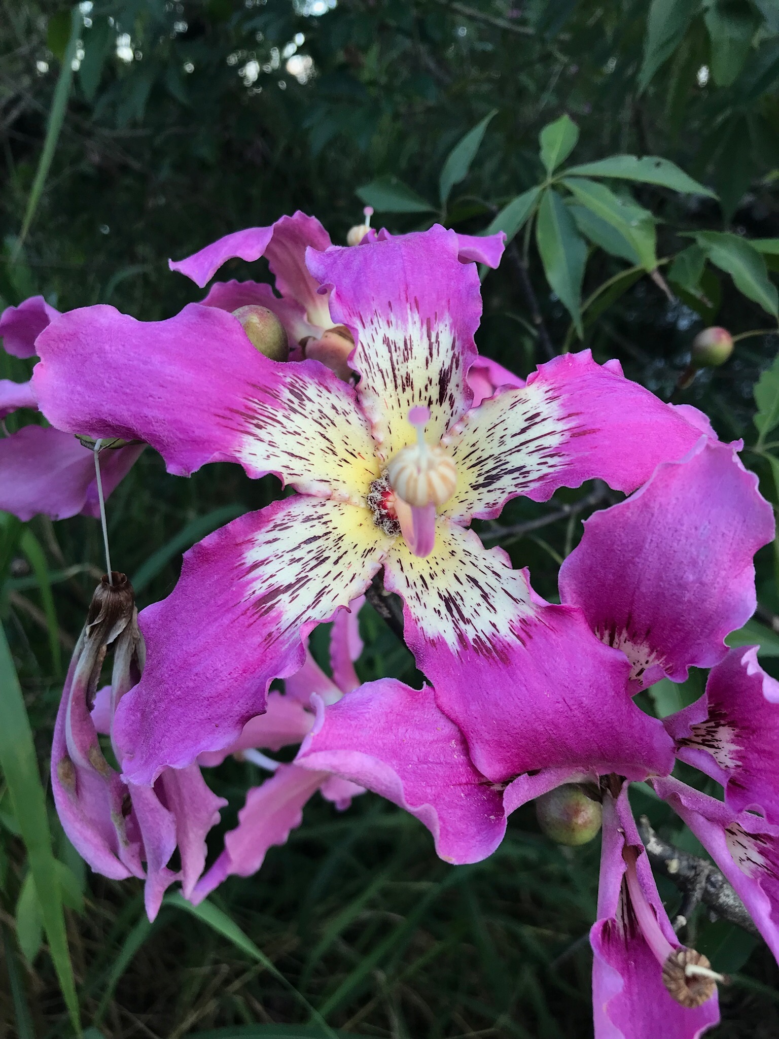 Ceiba speciosa