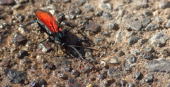 Pepsis grossa