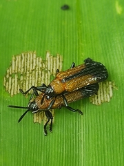 Chalepus similatus