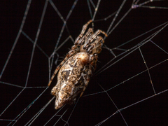 Cyclosa confusa
