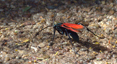 Pepsis grossa
