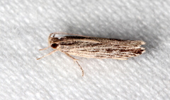 Ardozyga phloeodes