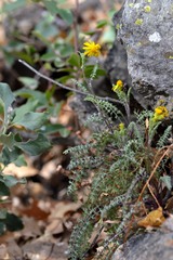 Packera millelobata