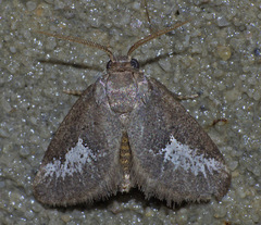 Cryptophobetron oropeso