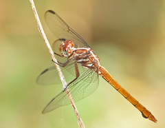 Orthemis macrostigma