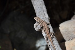 Urosaurus ornatus schmidti