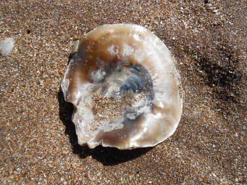 Pododesmus rudis
