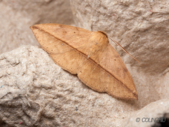 Ugia purpurea