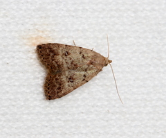 Tolpiodes oligolasia