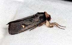 Proteuxoa cinereicollis