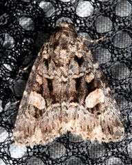 Condica macrosema
