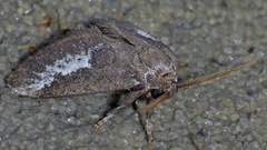 Cryptophobetron oropeso