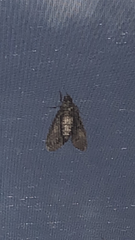 Lepidoptera