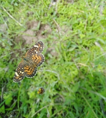 Phyciodes pallescens