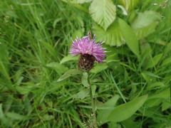 Centaurea debeauxii
