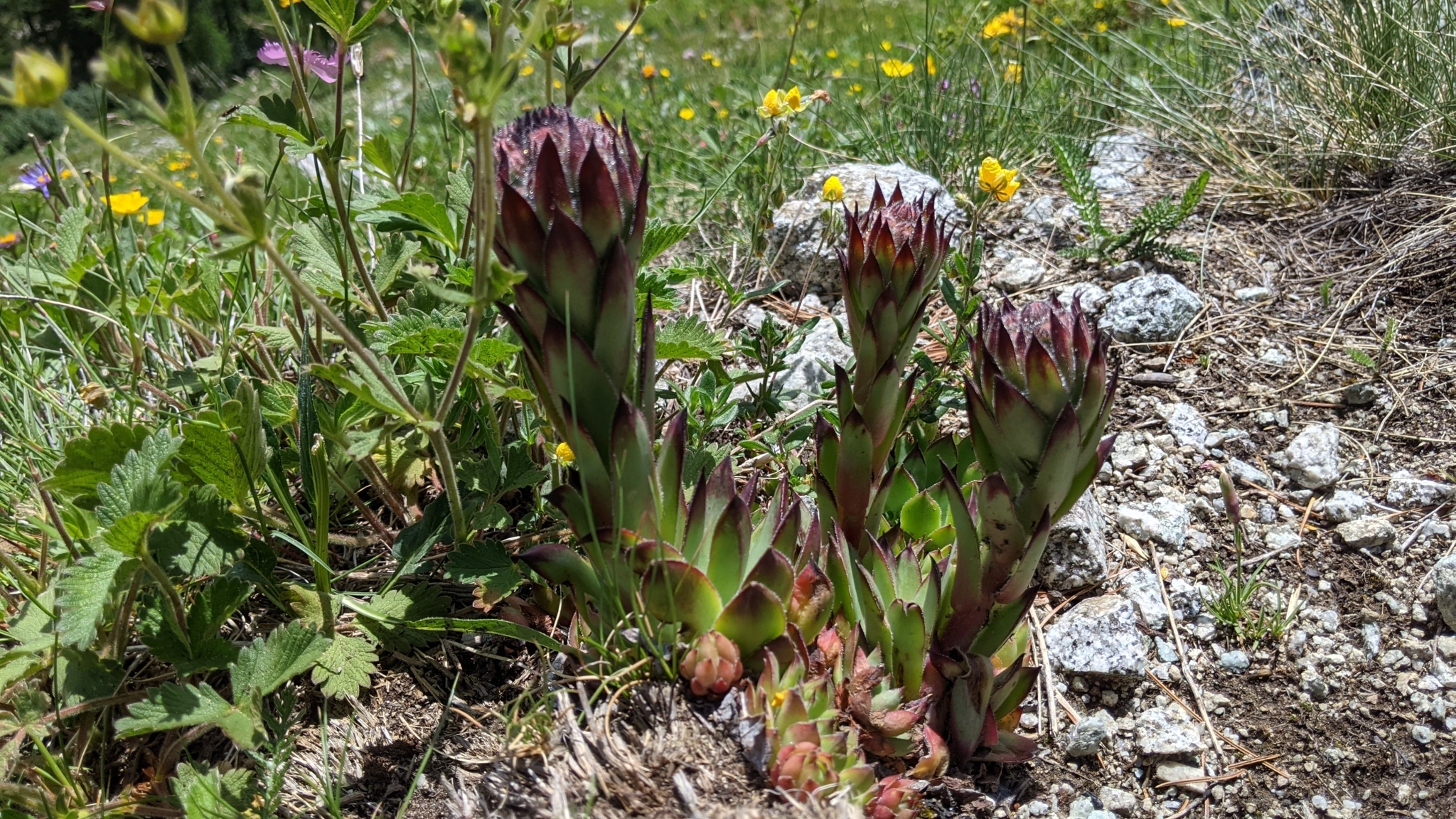 Sempervivum 'Lemon and Lime' 3