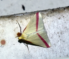 Rhodometra sacraria