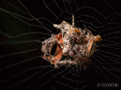 Cyclosa confusa