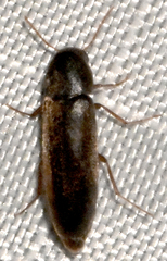 Melandryidae