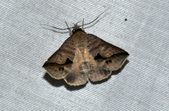 Dierna patibulum