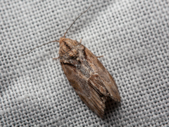 Etanna breviuscula