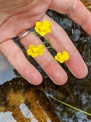 Utricularia striata