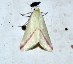 Rhodometra sacraria
