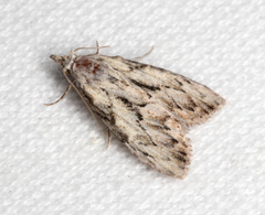 Nola pleurochorda