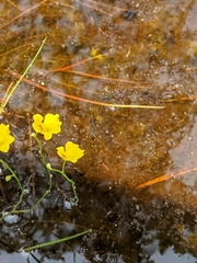 Utricularia striata