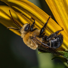 Melissodes desponsus