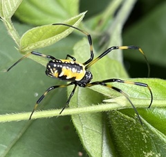 Trichonephila turneri