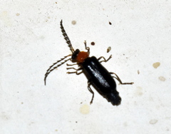 Drilini