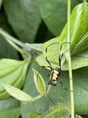 Trichonephila turneri