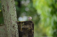 Campylorhynchus nuchalis