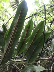 Serpocaulon levigatum
