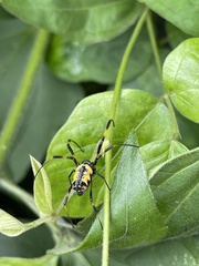Trichonephila turneri